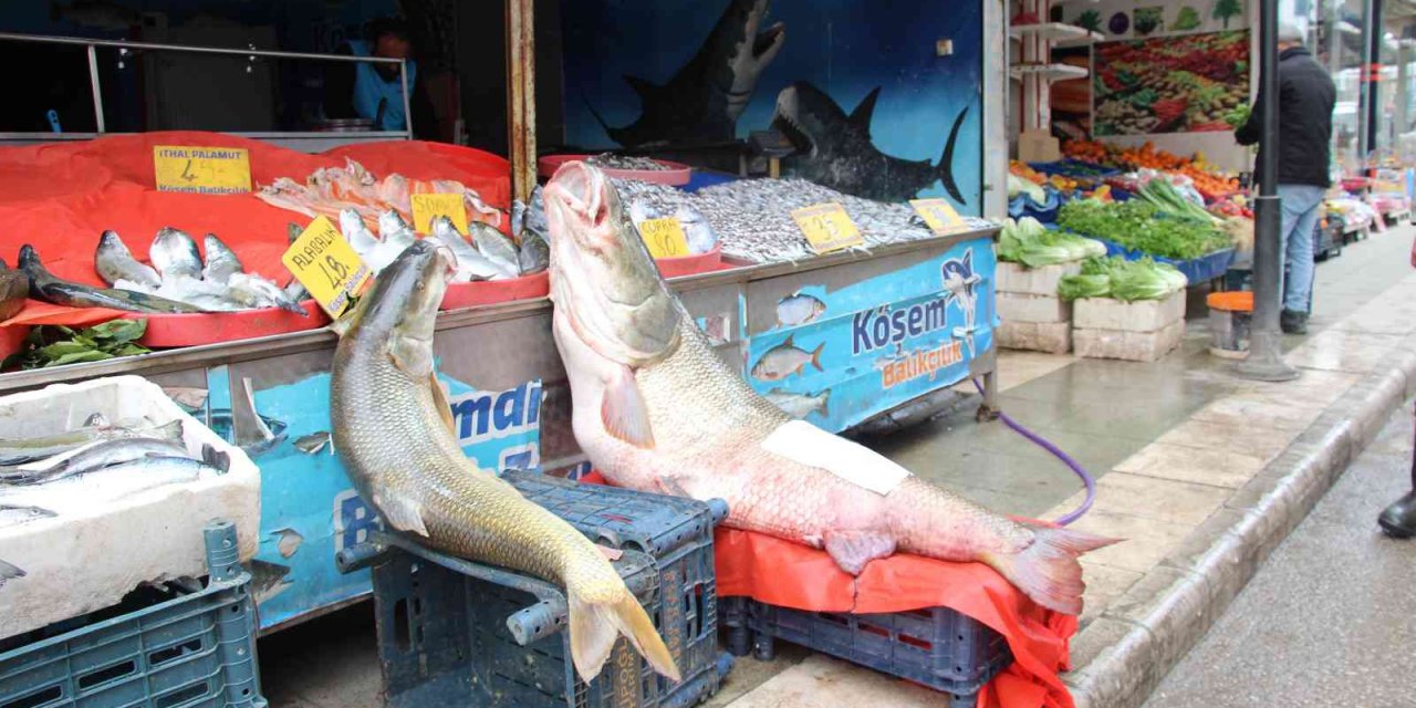 Sezonun son dev turna balığı yakalandı: Tam 103 kilogram
