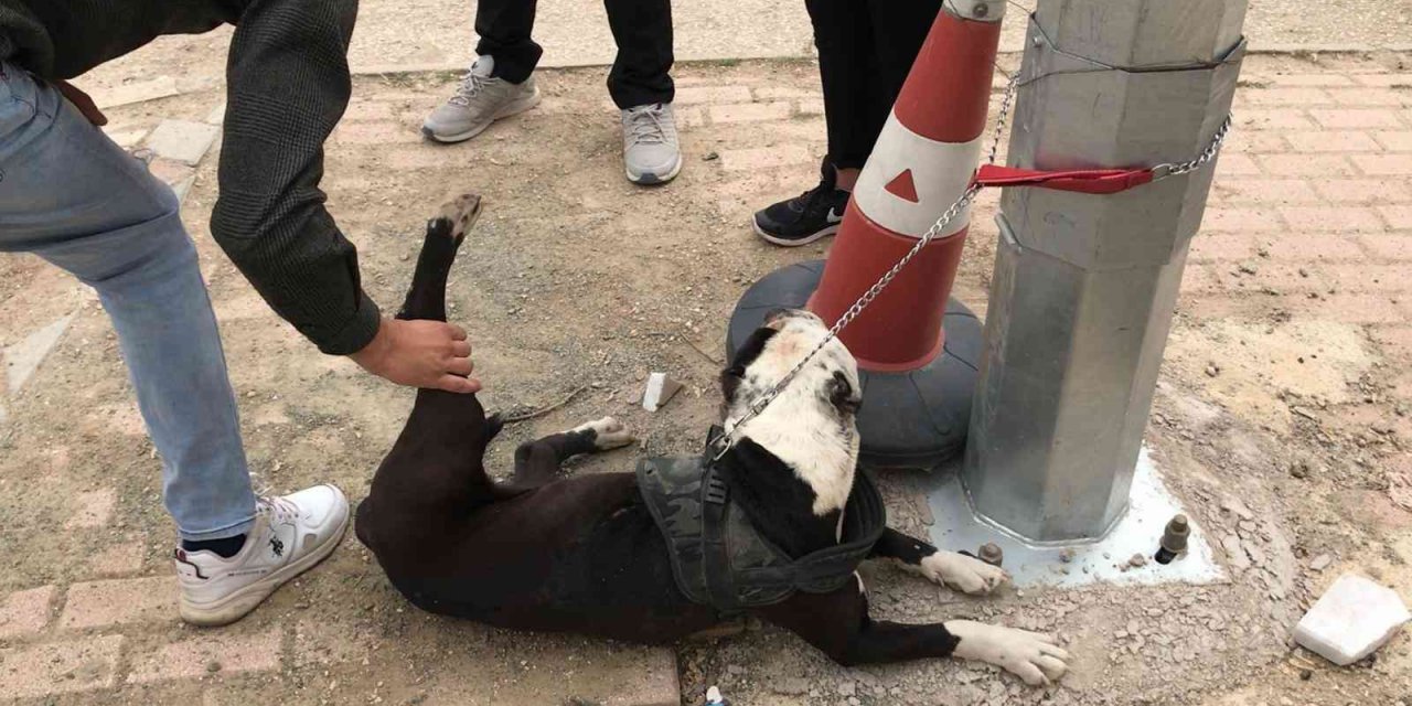 HAYDİ’den pitbull operasyonu, cezalar peş peşe geldi