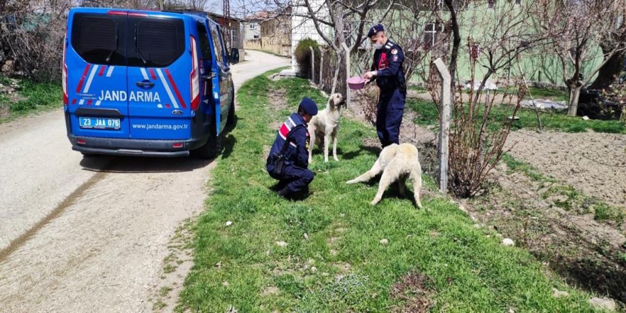 Jandarma, Ramazan ayında da sokak hayvanlarını yalnız bırakmadı