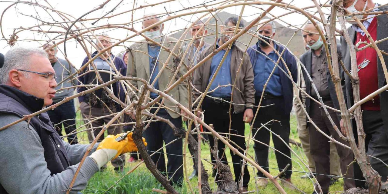 FÜ tarafından çiftçilere bağ budama eğitimi verildi