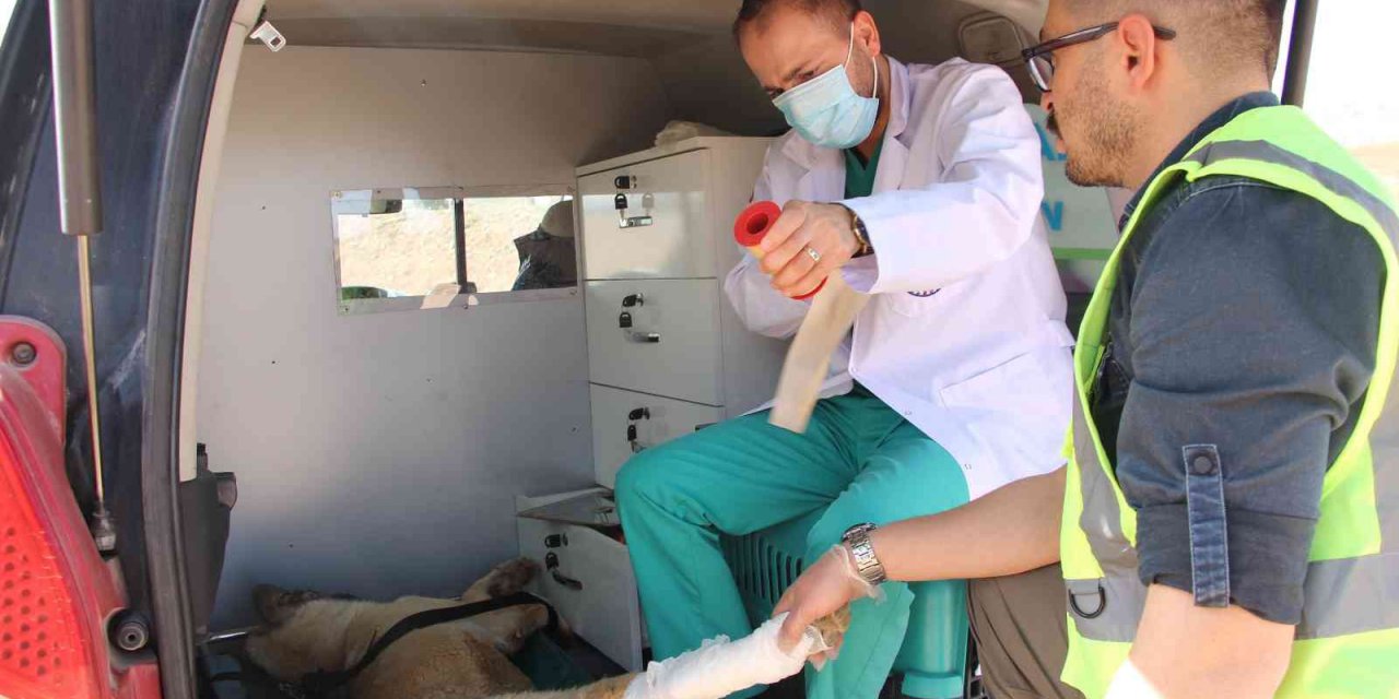 Can dostlar için ‘Tedavi ve Nakil Aracı’ hizmete girdi