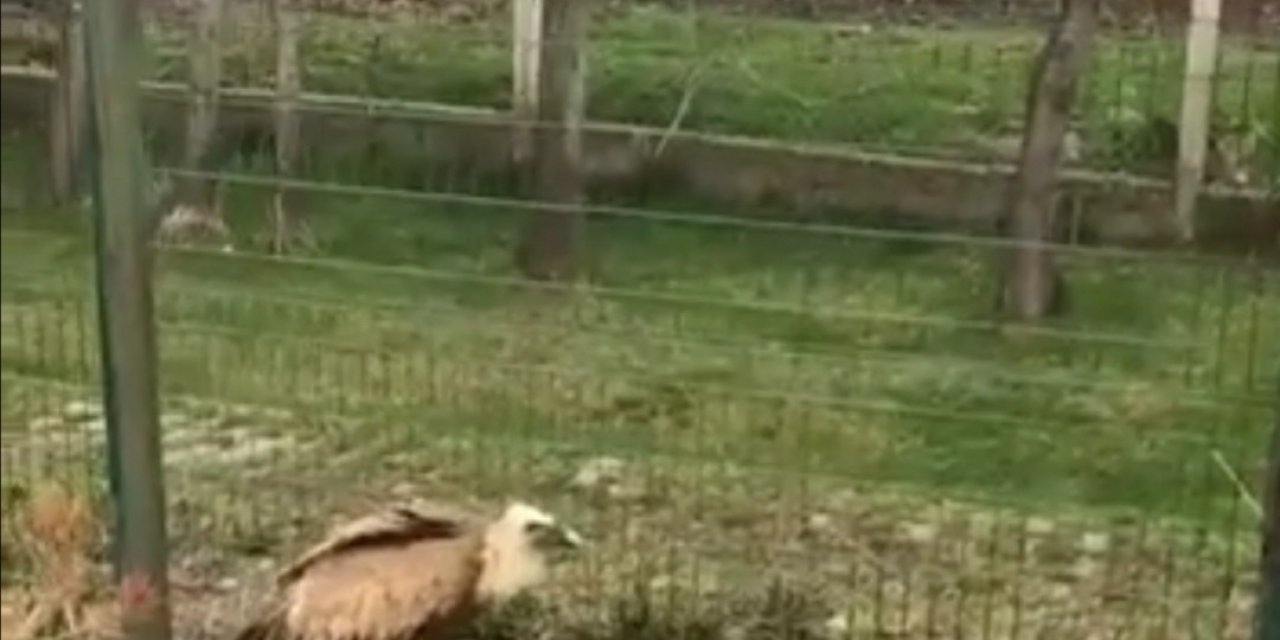 Yaralı akbaba tedavi altına alındı