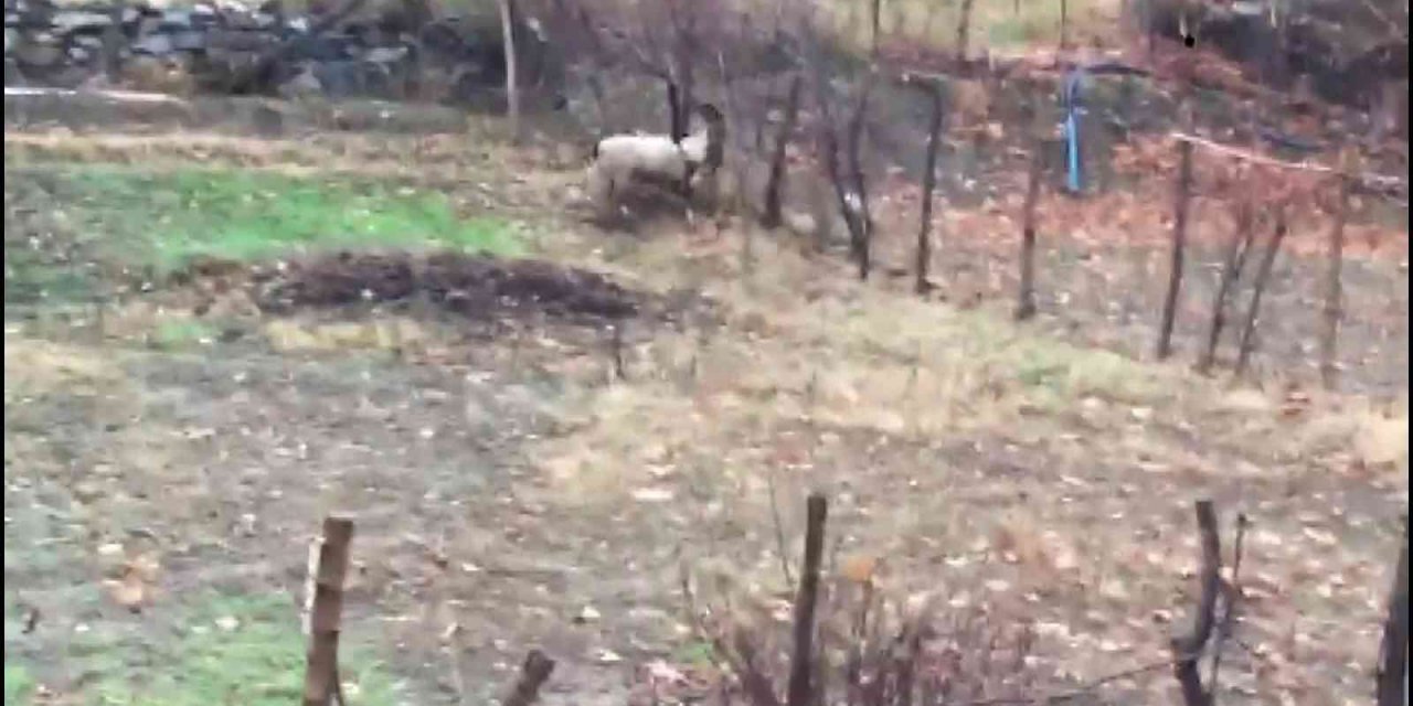Tellere takılan dağ keçisi kurtarıldı