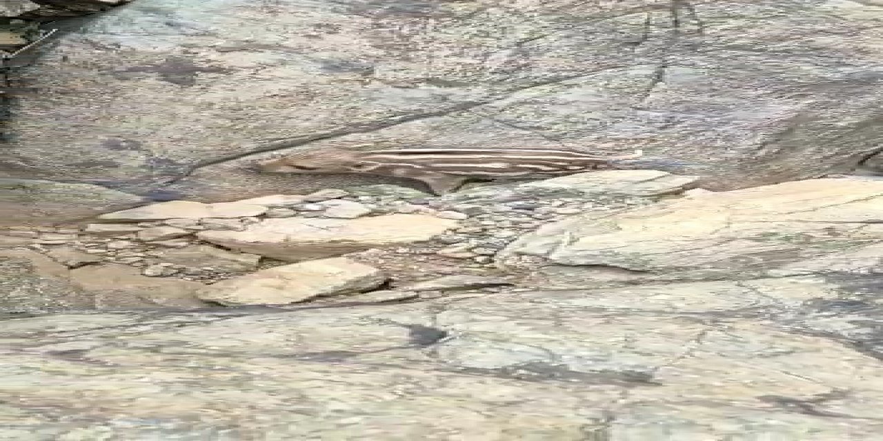 Yaban domuzunu gördü ’Pijamalarını giymiş’ söylemi ile kahkahaya boğdu