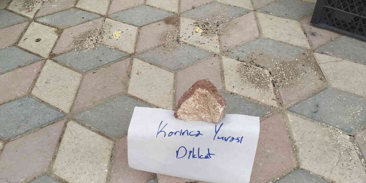 Yürekleri ısıtan görüntü: Karıncalar ezilmesin diye kaldırıma not bıraktı