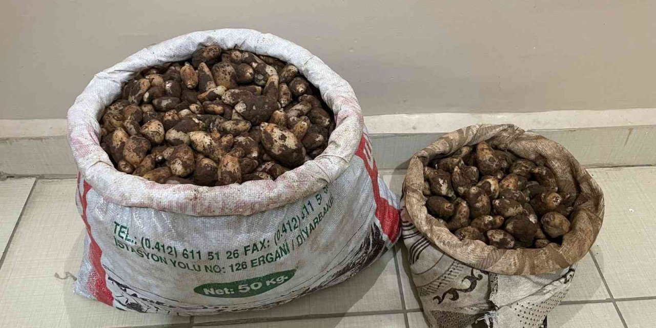 Salep soğanı toplayan 4 kişiye 436 bin lira para cezası