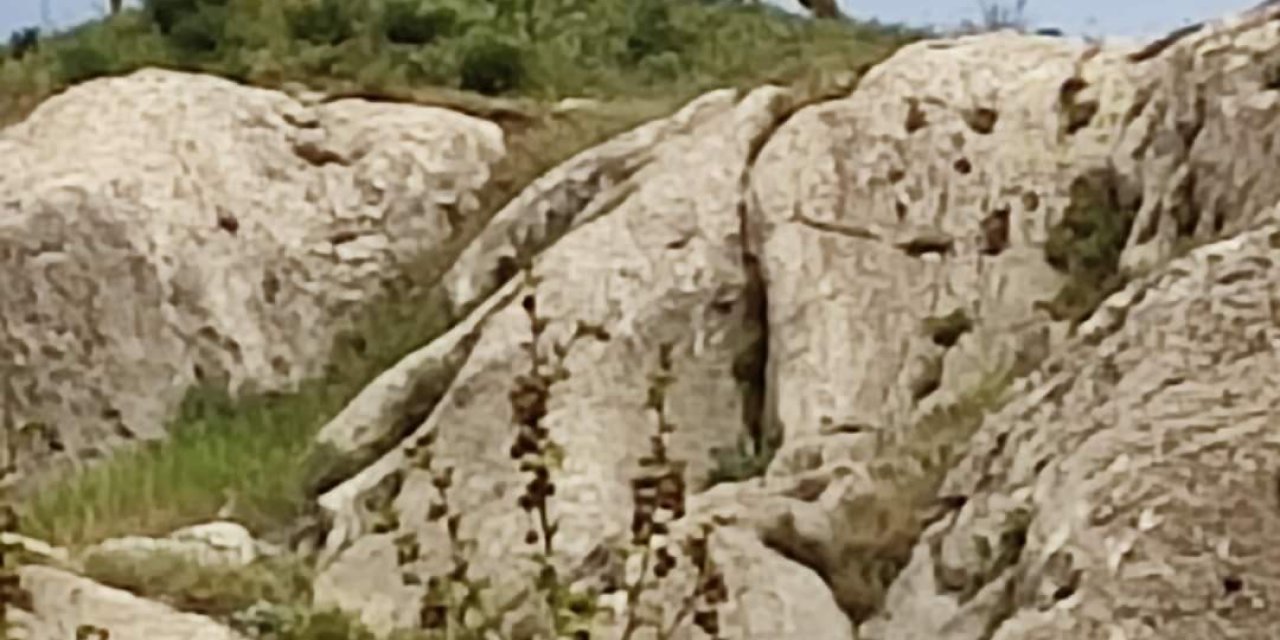 Dağ keçileri Harput’ta görüntülendi