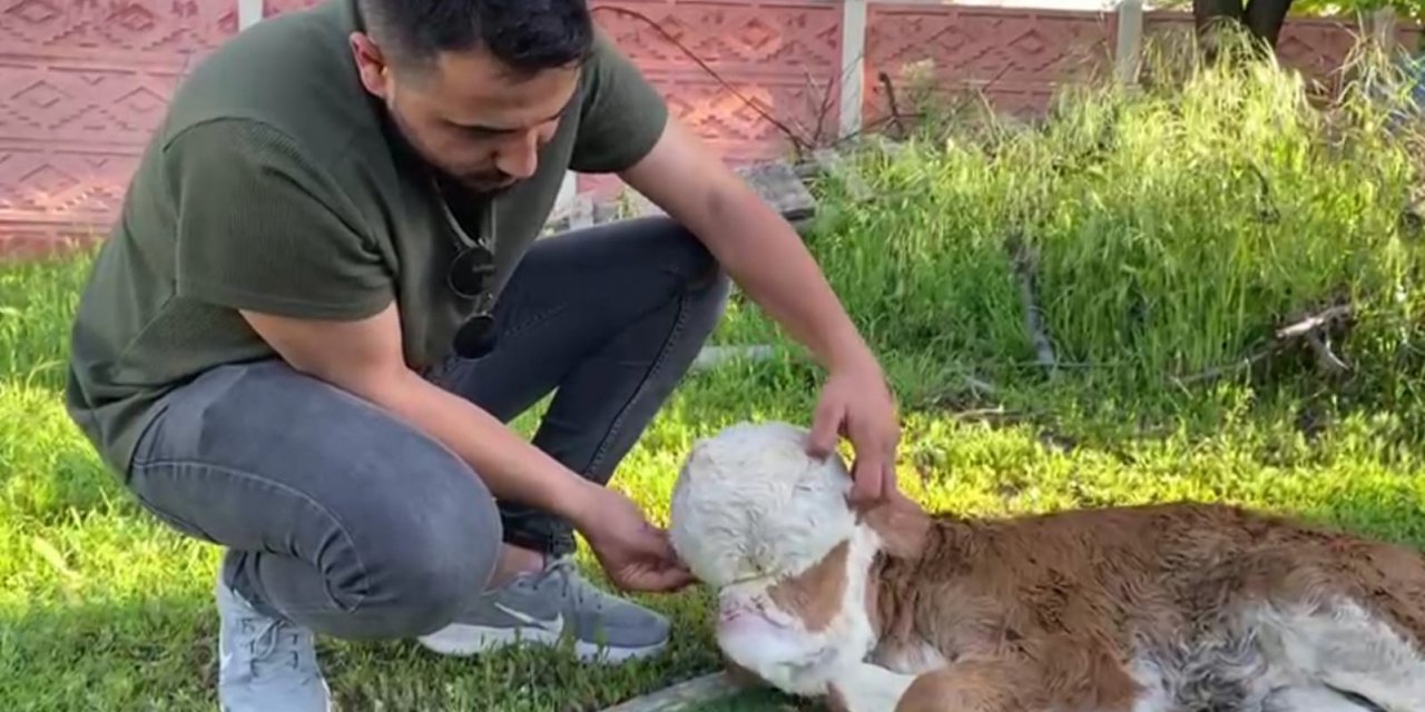 Elazığ’da Yeni Doğan Buzağı Şoke Etti