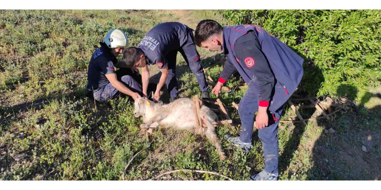 Elazığ’da Definecilerin Kazdığı Kuyuya Düşen Keçi Kurtarıldı