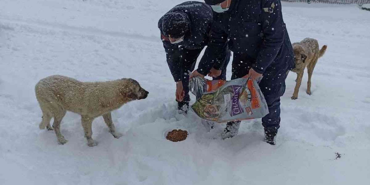 Jandarma sokak hayvanlarını elleriyle besledi
