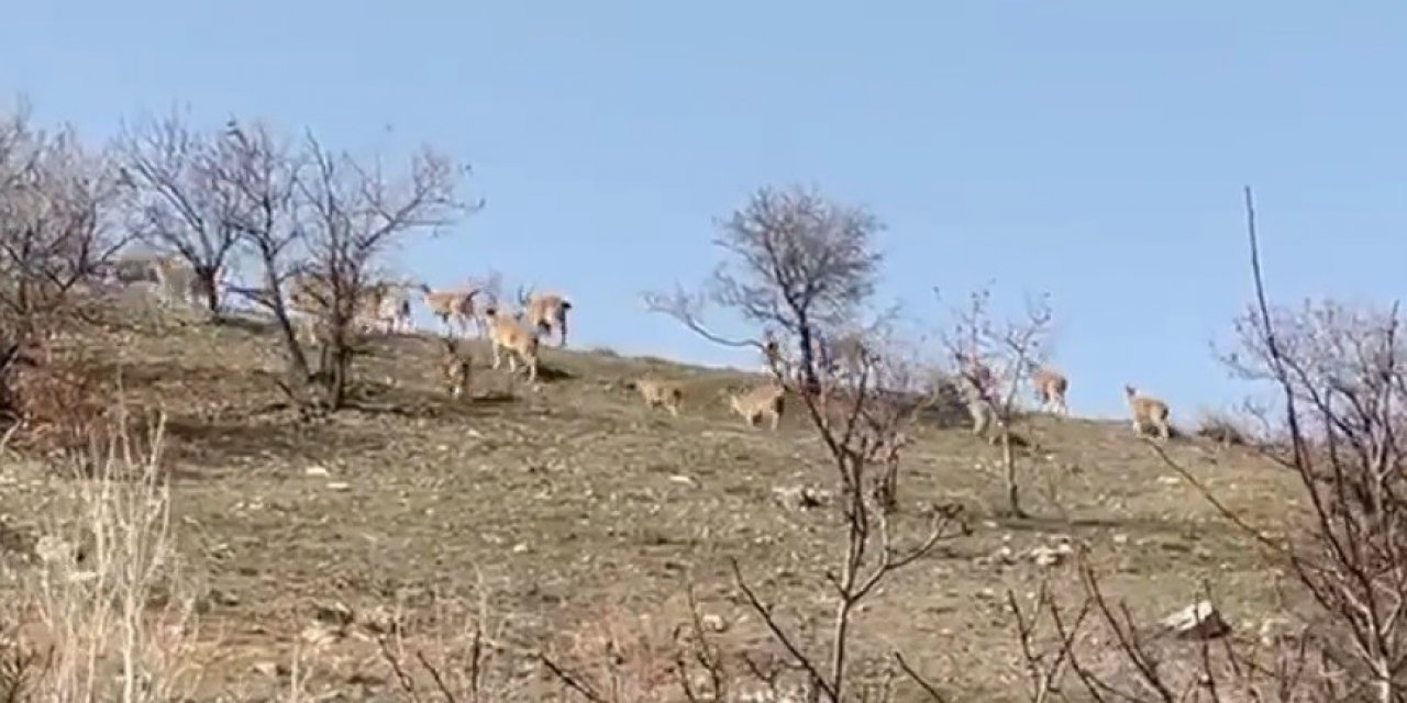 Elazığ’da Yaban Keçi Sürüsü Görüntülendi