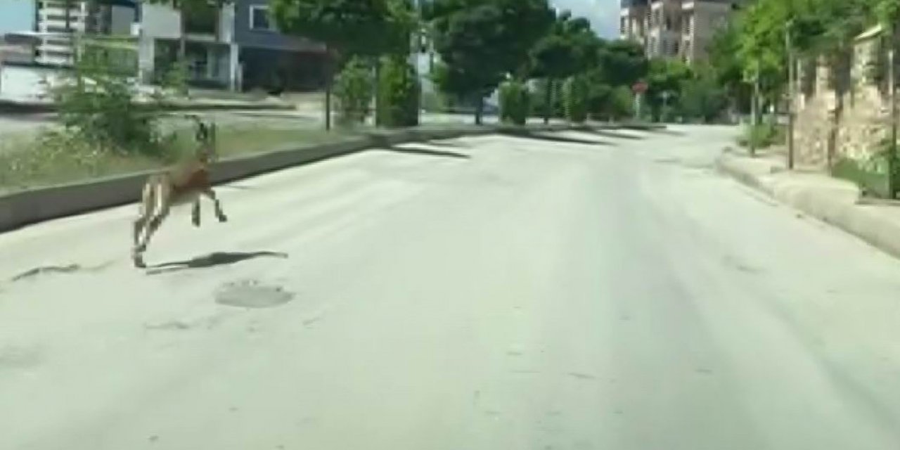Nesli Koruma Altında Olan Dağ Keçisi, Şehir Merkezinde Araçla Yarıştı