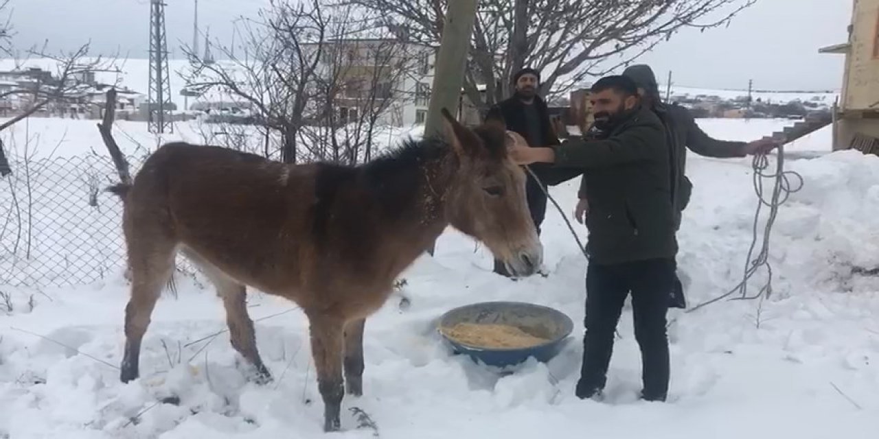 Ayağı kırılan katıra vatandaşlar sahip çıktı