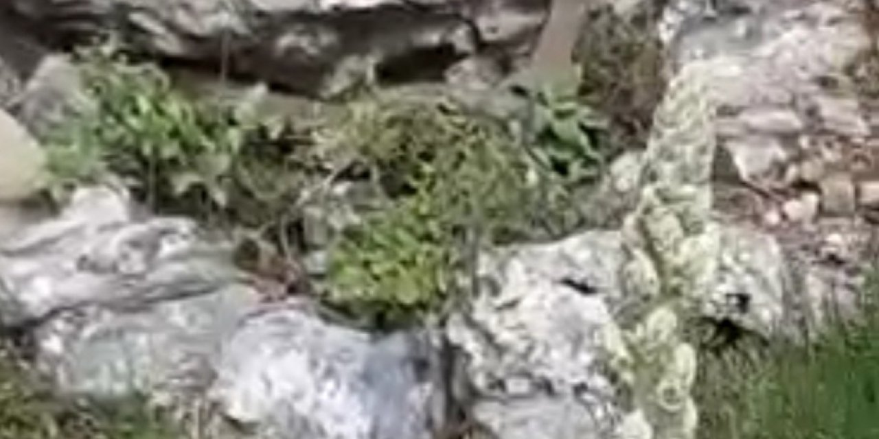 Elazığ’da Kayalıklar Arasında Görülen 2 Metrelik Yılan Korkuttu