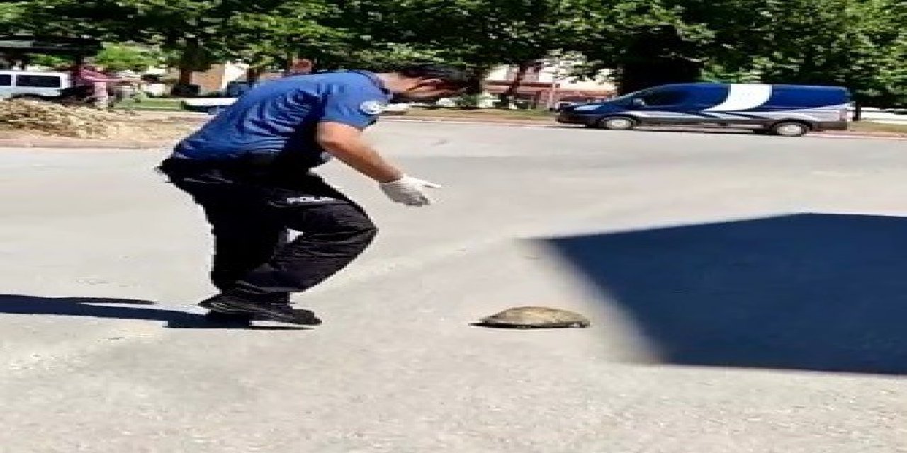 Polisin Kaplumbağa Duyarlılığı