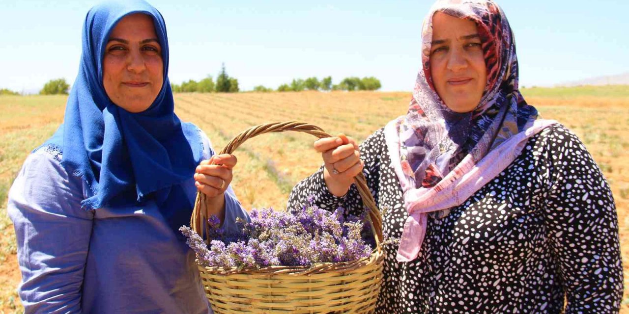 Gelin Ve Görümce Sırt Sırta Verdi, Ektikleri Lavanta Bahçesinden İlk Hasat Alındı