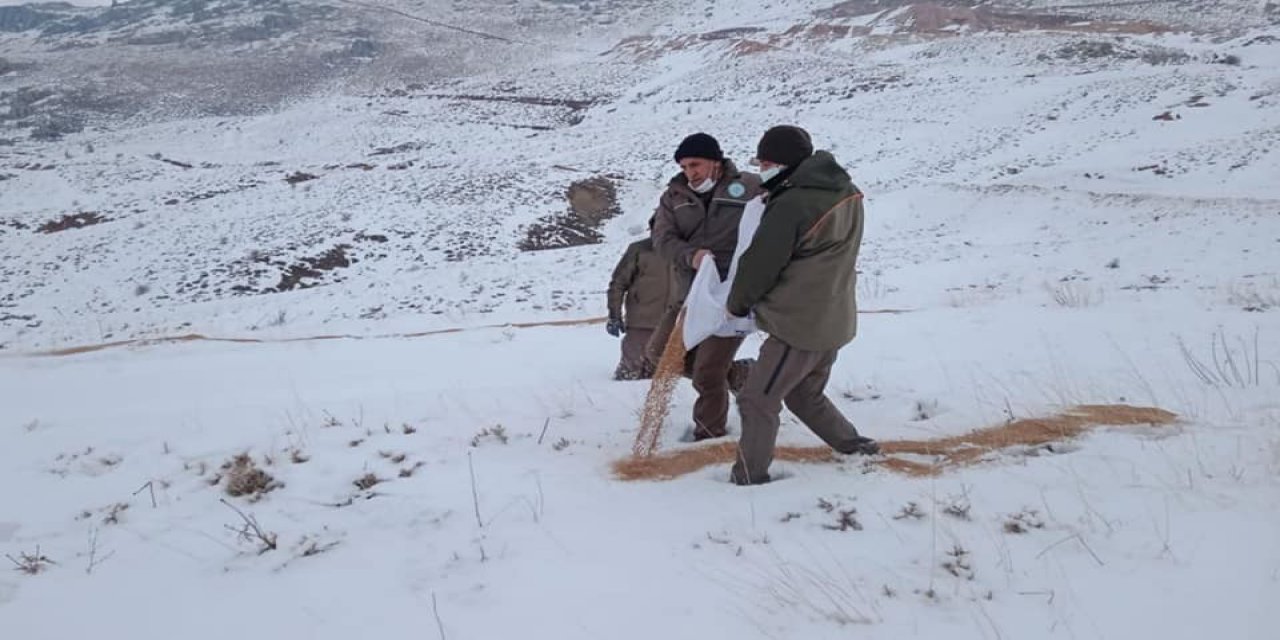 Yaban hayvanları için doğaya yem bırakıldı