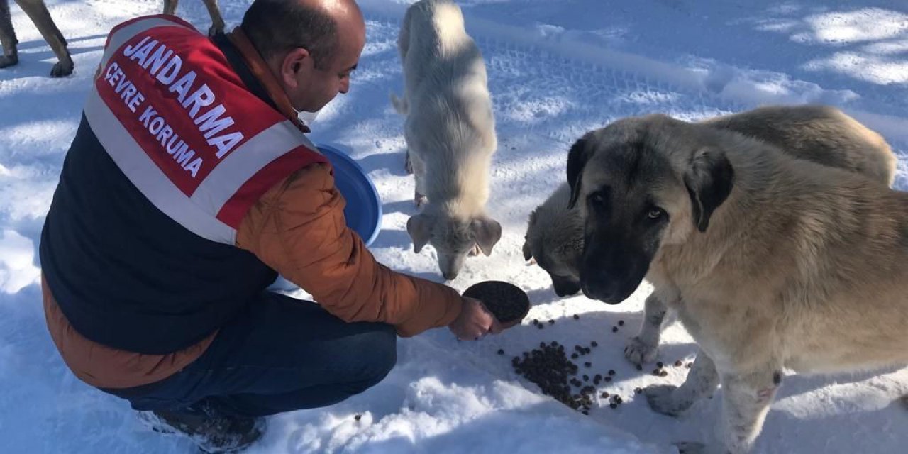 Jandarma ekipleri sokak ve yaban hayvanlarını yanında olmaya devam ediyor