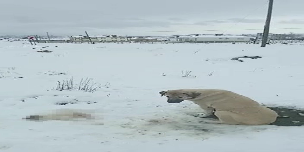 Anne köpek ölen yavrusunun başından ayrılmadı