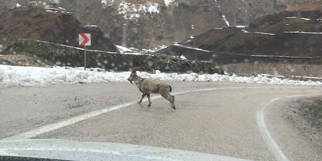 Dağ keçileri karayoluna indi