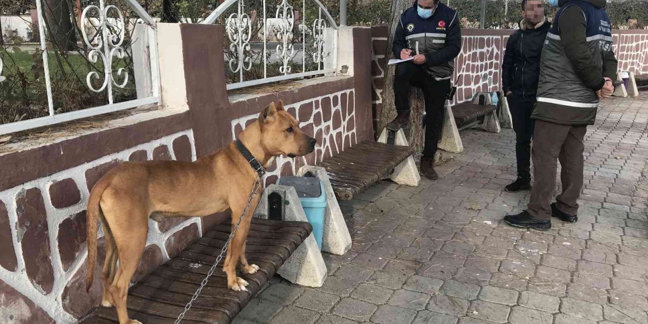 Cezayı duyunca pitbull'u teslim etti
