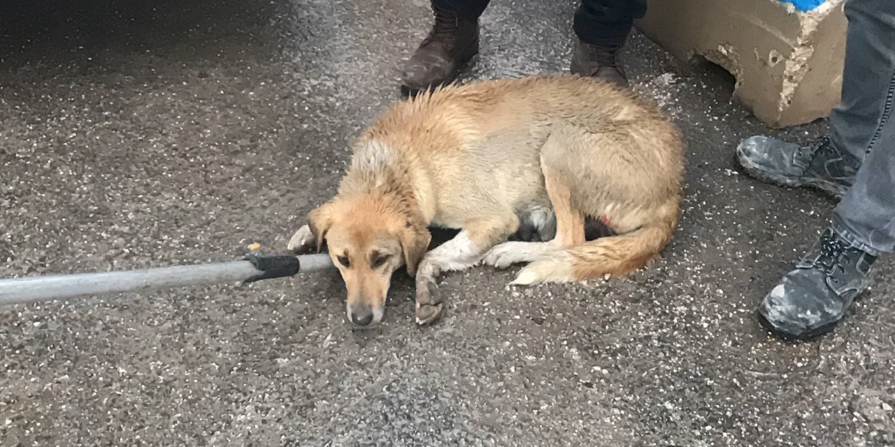 HAYDİ ekipleri yaralı anne köpek ve yavruları için seferber oldu