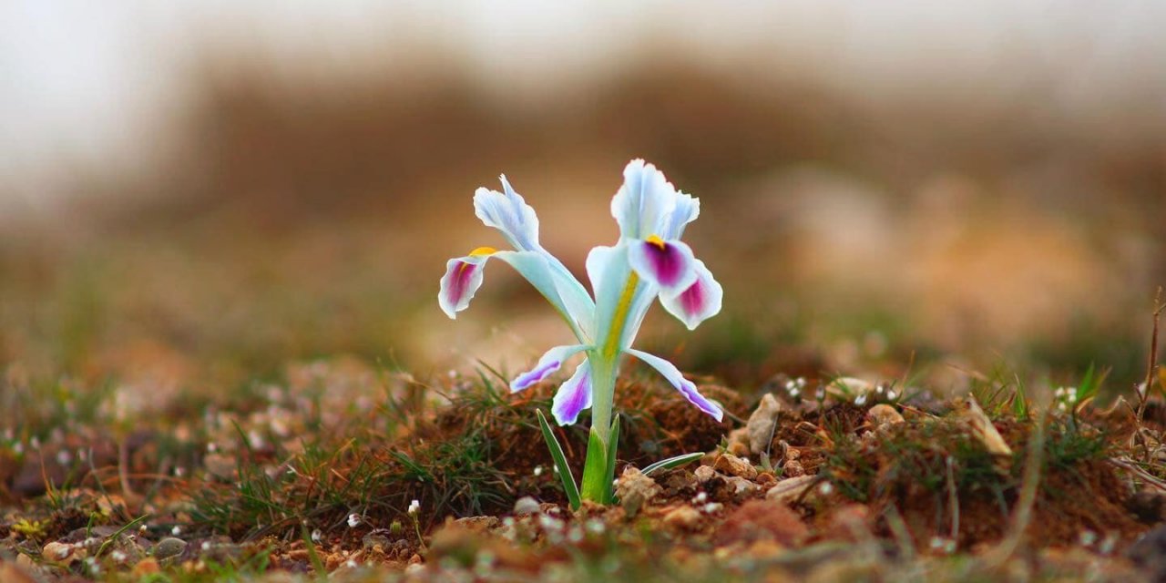 Nevruz çiçekleri açtı