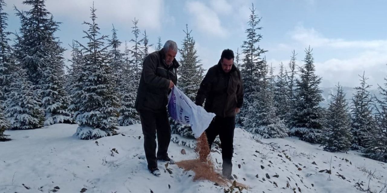 Yaban hayvanları için doğaya yem bırakıldı