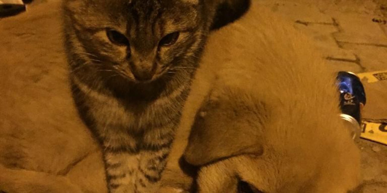 Kedi ile köpeğin şaşırtan dostluğu