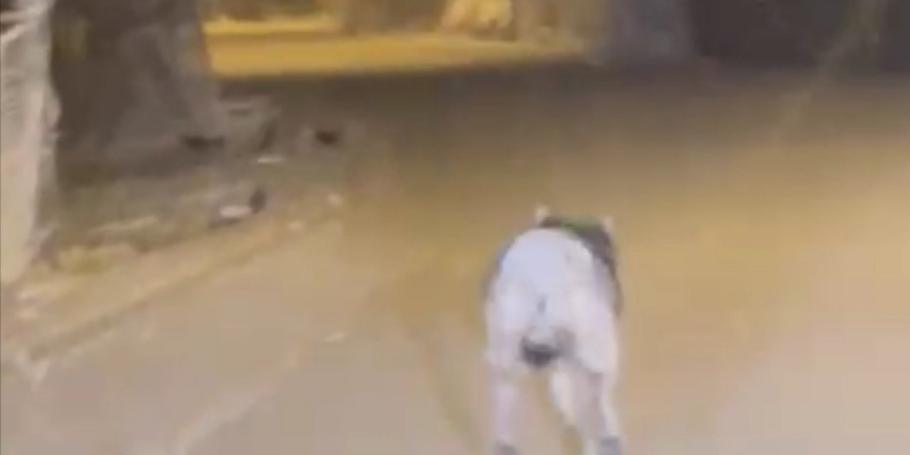 Aç kalan kurt ilçe merkezine indi