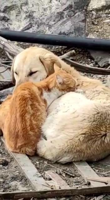 Köpek ve Kedilerin kalpleri ısıtan dostluğu