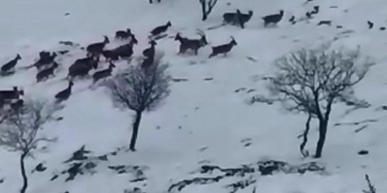 Dağ keçileri sürü halinde görüntülendi