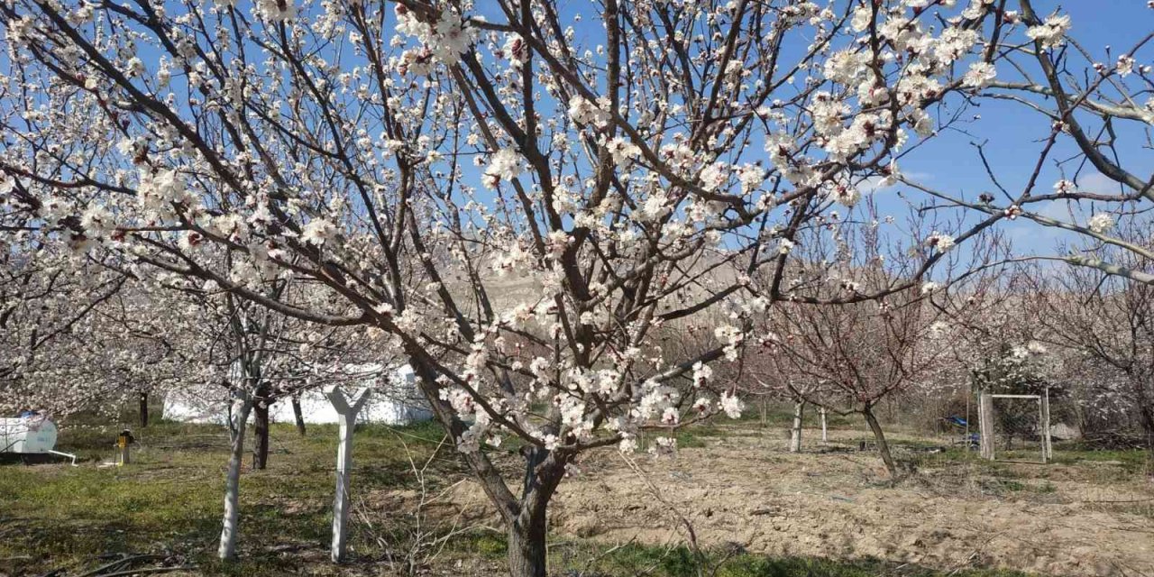Badem ve kayısı ağaçları çiçek açtı