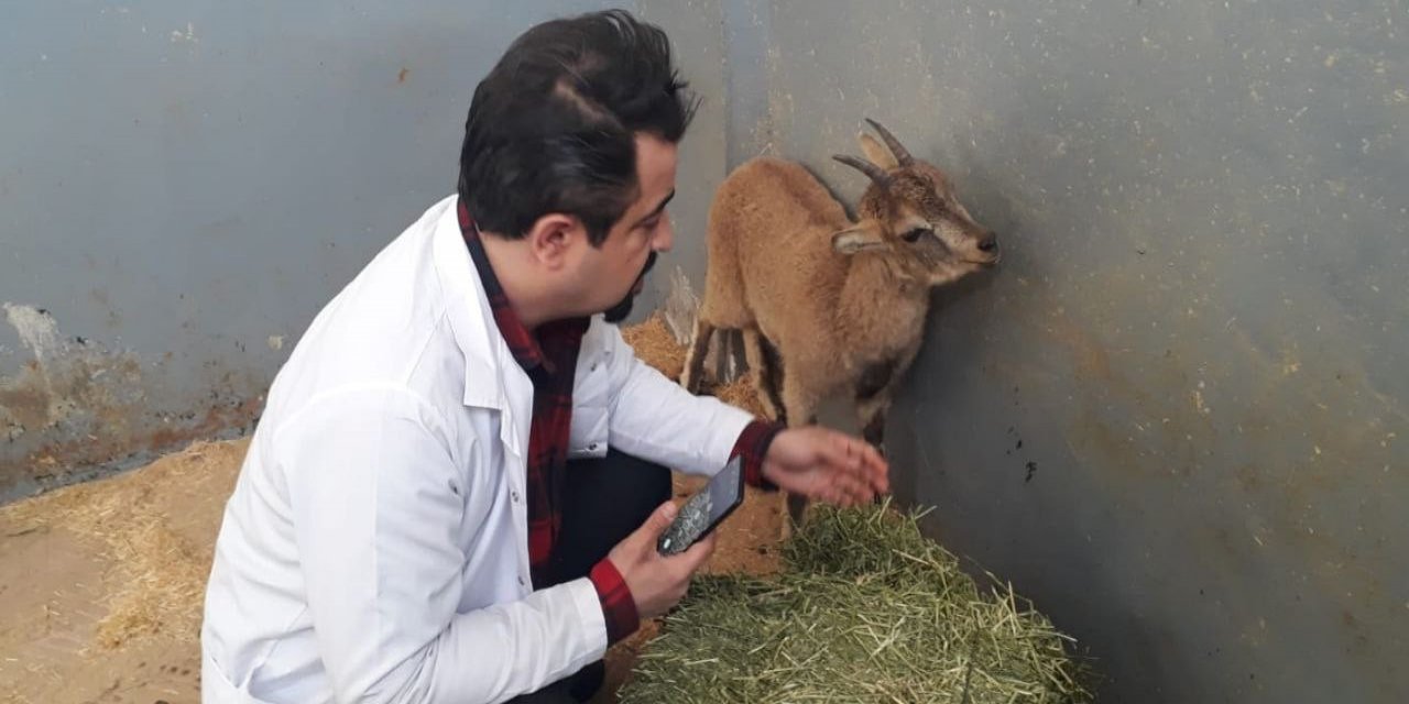 Tedavisi yapılan yavru yaban keçisi doğaya bırakıldı