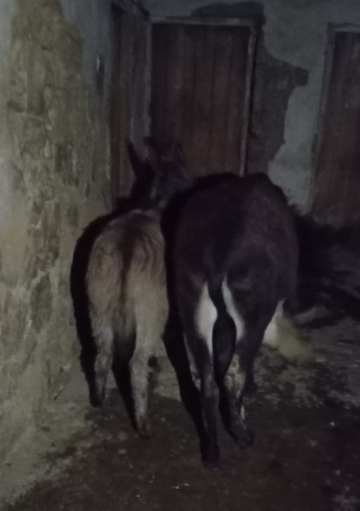 Arıcak ilçesinde donmak üzere olan hayvanlar kurtarıldı