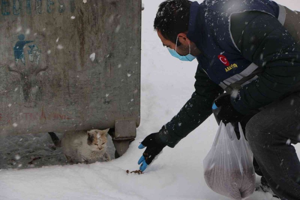 ’HAYDİ’ polisleri sokak hayvanlarını mamayla besledi