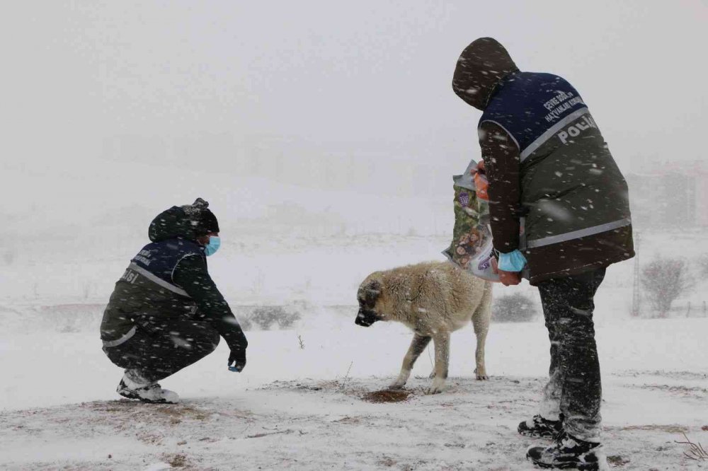 ’HAYDİ’ polisleri sokak hayvanlarını mamayla besledi