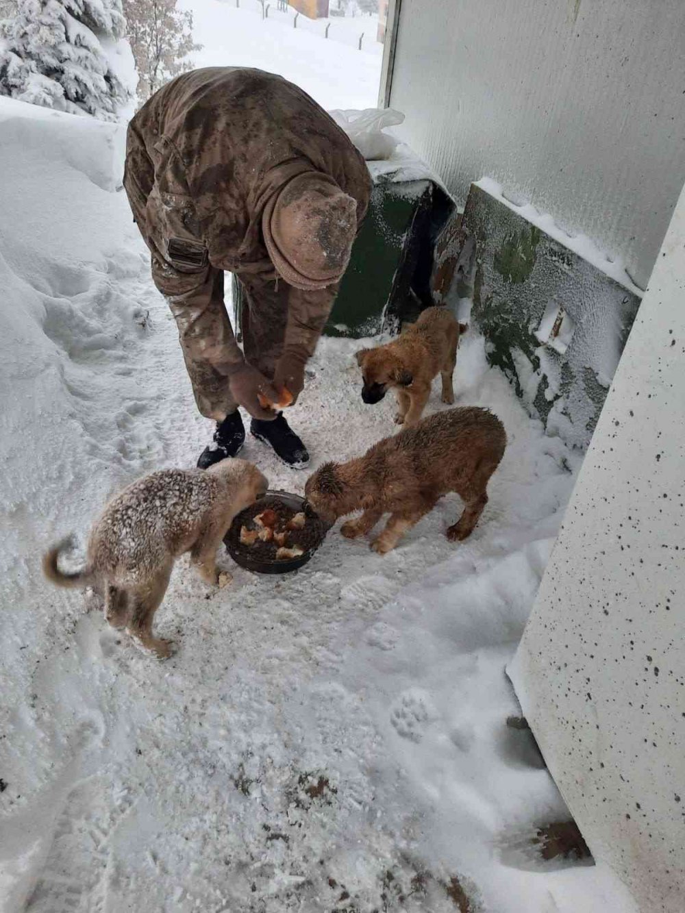 Jandarma sokak hayvanlarını elleriyle besledi