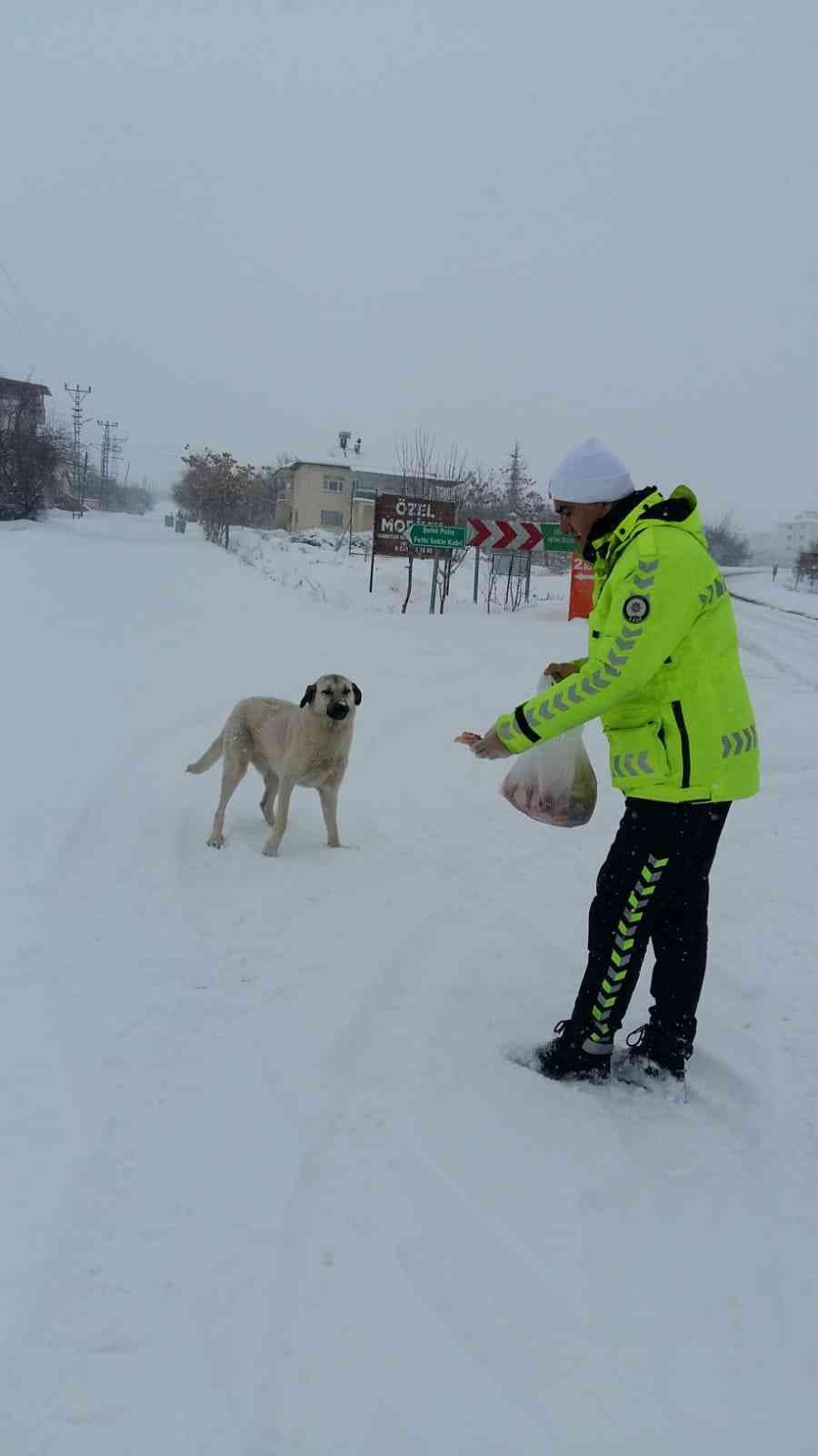 Baskil Kaymakamlığı sokak hayvanlarını unutmadı