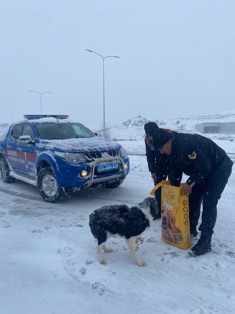 Baskil Kaymakamlığı sokak hayvanlarını unutmadı