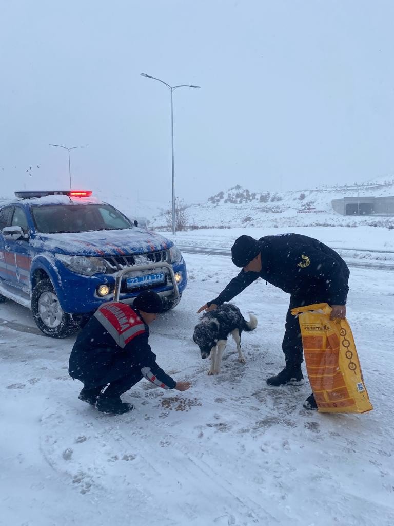 Baskil Kaymakamlığı sokak hayvanlarını unutmadı