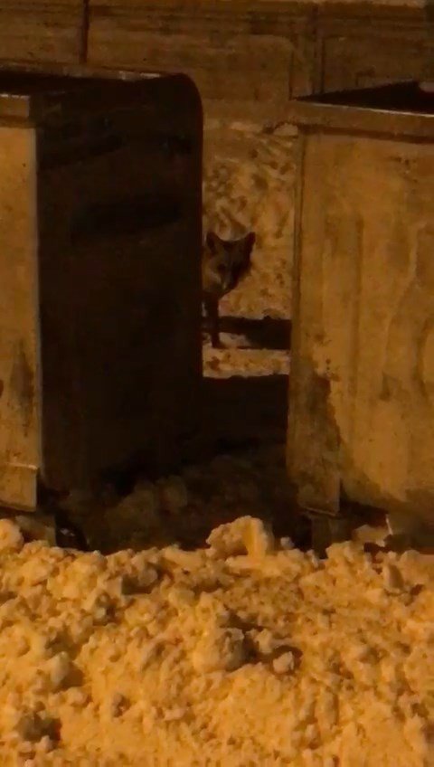 Aç kalan tilki şehre indi sokak sokak gezdi