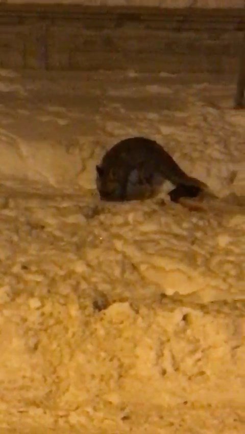 Aç kalan tilki şehre indi sokak sokak gezdi