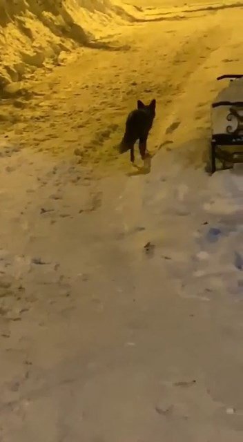 Aç kalan tilki şehre indi sokak sokak gezdi