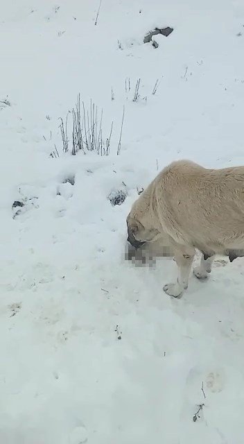 Anne köpek ölen yavrusunun başından ayrılmadı