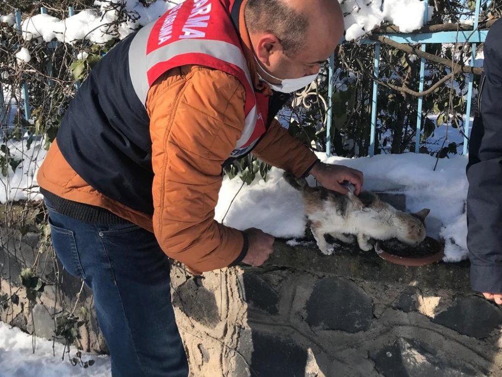 Jandarma ekipleri sokak ve yaban hayvanlarını yanında olmaya devam ediyor