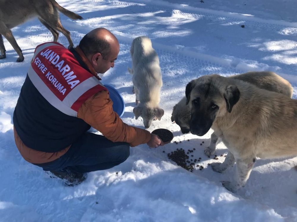 Jandarma ekipleri sokak ve yaban hayvanlarını yanında olmaya devam ediyor