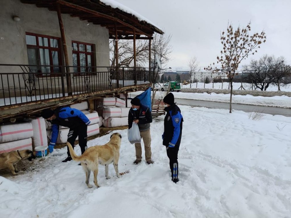 HAYDİ ekibi sokak hayvanlarını unutmadı