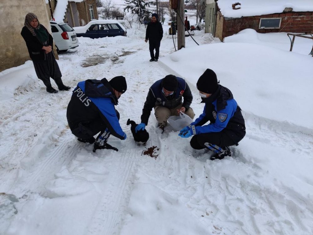 HAYDİ ekibi sokak hayvanlarını unutmadı