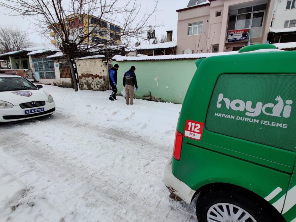 HAYDİ ekibi sokak hayvanlarını unutmadı